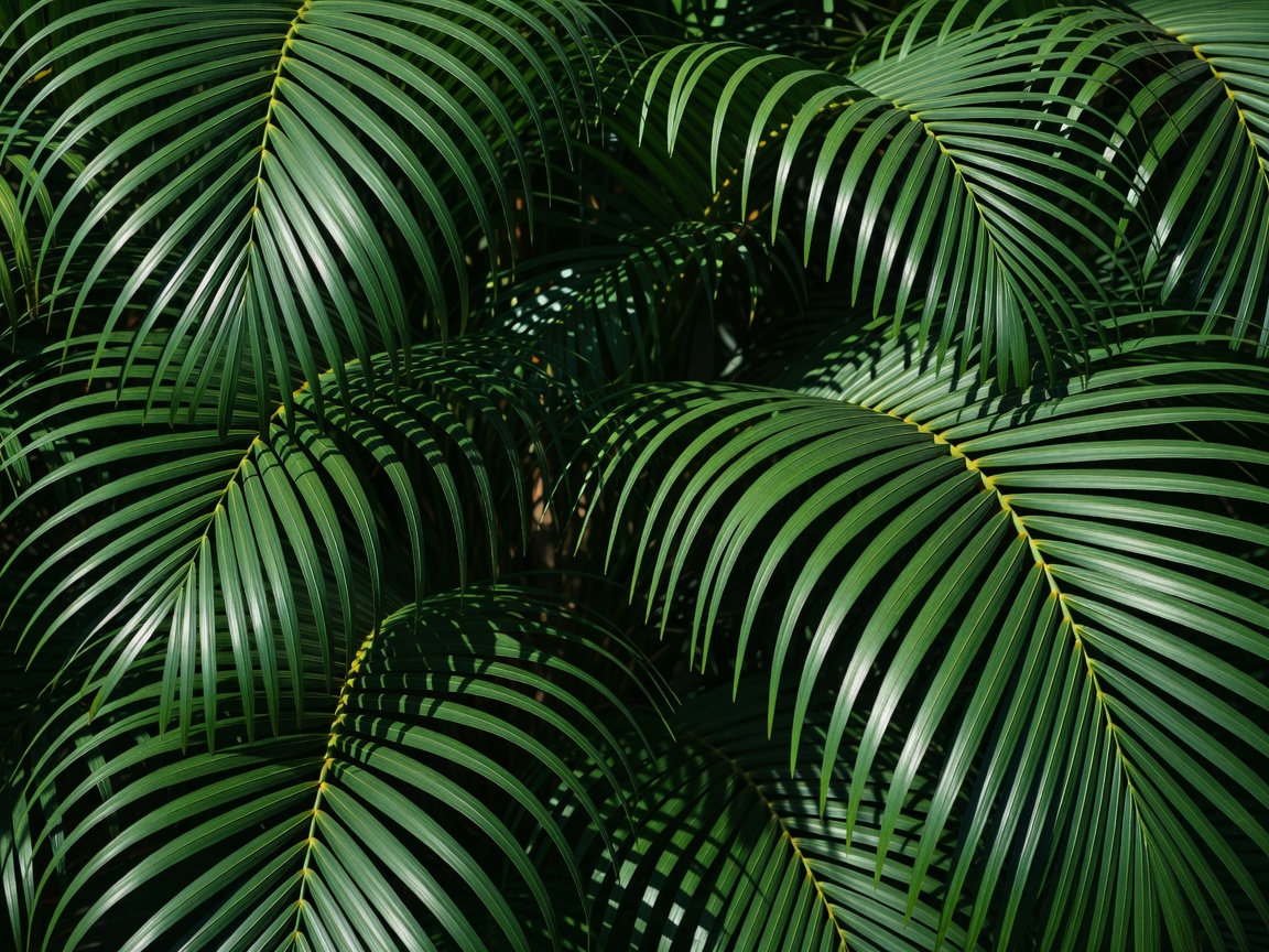 Vibrant emerald tropical palm leaves overlapping with delicate light and shadow play